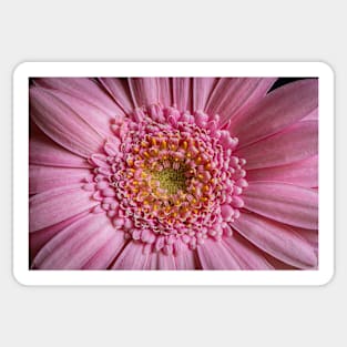 Pink Gerbera Close-up Sticker